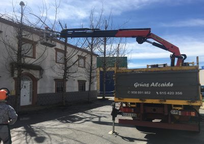Poda de arboles en Granada